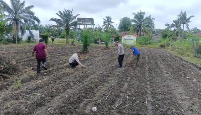 Perkuat Ketahanan Pangan, Polsek Kunto Darussalam Lakukan Pendampingan Petani di Pasir Luhur
