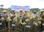 Dukung Swasembada Pangan, Polres Madiun Gelar Panen Raya Jagung Serentak Kuartal II 2026