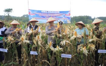 Dukung Swasembada Pangan, Polres Madiun Gelar Panen Raya Jagung Serentak Kuartal II 2026