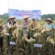 Dukung Swasembada Pangan, Polres Madiun Gelar Panen Raya Jagung Serentak Kuartal II 2026