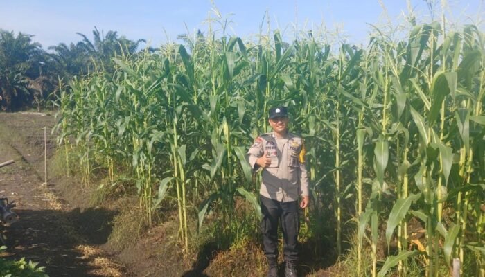 Dukung Ketahanan Pangan Nasional, Polsek Kepenuhan intens pantau Pertumbuhan Jagung Pipil.