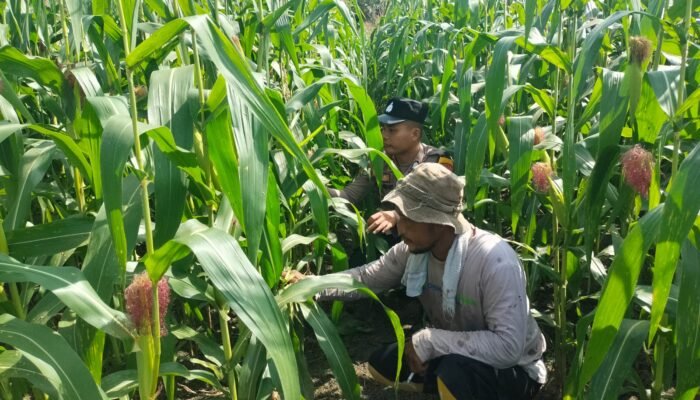 Perkuat Ketahanan Pangan Polsek Tambusai Utara, Wujudkan Polisi Cinta Petani di Desa Mekar Jaya