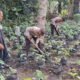 Ketahanan Pangan Dimulai dari Pekarangan, Bhabinkamtibmas Sungai Sembilan Hadir Bersama Petani Lubuk Gaung