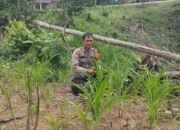 Polisi Cinta Petani, Polsek Rokan IV Koto Turun Langsung Cek Jagung Hibrida di Desa Pemandang