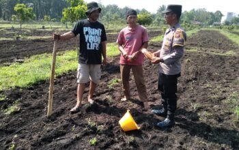 Polsek Tambusai Utara Bersama Petani Perkuat Ketahanan Pangan, Bukti Nyata Polisi Cinta Petani