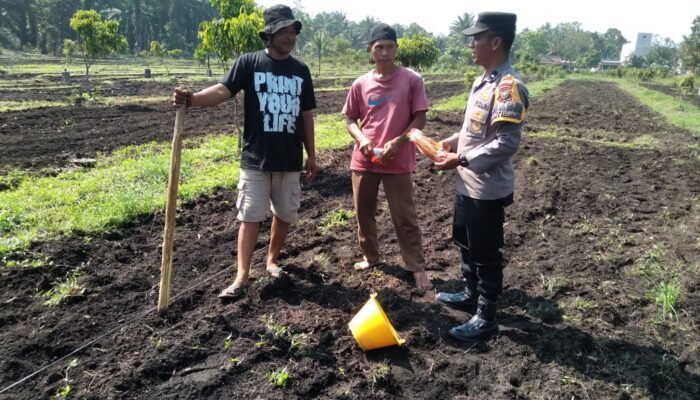 Polsek Tambusai Utara Bersama Petani Perkuat Ketahanan Pangan, Bukti Nyata Polisi Cinta Petani