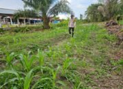 Polsek Bonai Darussalam Aktif Kawal Ketahanan Pangan, Cek Pertumbuhan Jagung Pipil di Desa Pauh