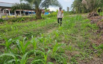 Polsek Bonai Darussalam Aktif Kawal Ketahanan Pangan, Cek Pertumbuhan Jagung Pipil di Desa Pauh