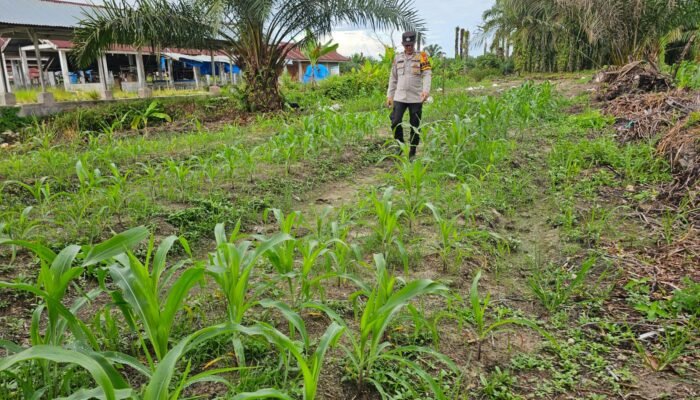 Polsek Bonai Darussalam Aktif Kawal Ketahanan Pangan, Cek Pertumbuhan Jagung Pipil di Desa Pauh