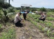 Polsek Kabun Tetap Optimistis Wujudkan Lahan Jagung Produktif