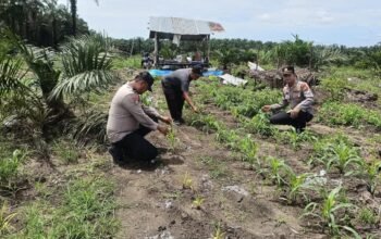 Polsek Kabun Tetap Optimistis Wujudkan Lahan Jagung Produktif