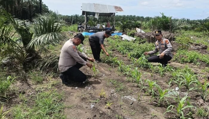 Polsek Kabun Tetap Optimistis Wujudkan Lahan Jagung Produktif