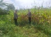 Polsek Rambah Hilir Kawal Ketahanan Pangan, Jagung Pasir Jaya Siap Panen