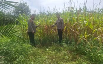 Polsek Rambah Hilir Kawal Ketahanan Pangan, Jagung Pasir Jaya Siap Panen