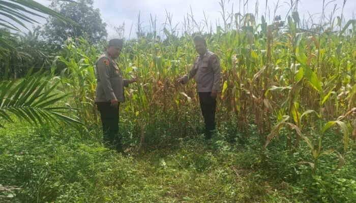 Polsek Rambah Hilir Kawal Ketahanan Pangan, Jagung Pasir Jaya Siap Panen