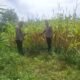 Polsek Rambah Hilir Kawal Ketahanan Pangan, Jagung Pasir Jaya Siap Panen