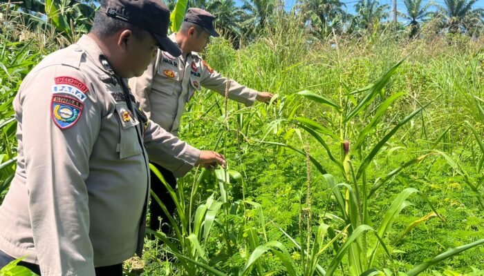 Polsek Kabun Optimalkan Polisi Cinta Petani dalam Mendukung Produksi Pangan