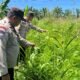Polsek Kabun Optimalkan Polisi Cinta Petani dalam Mendukung Produksi Pangan