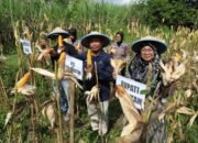 Polres Magetan Panen Raya Jagung Kuartal II 2026, Wujud Nyata Dukung Swasembada Pangan Nasional