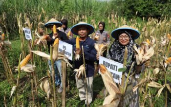 Polres Magetan Panen Raya Jagung Kuartal II 2026, Wujud Nyata Dukung Swasembada Pangan Nasional