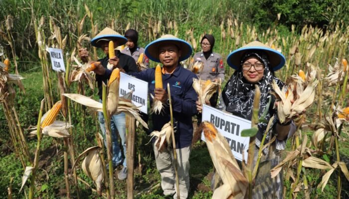 Polres Magetan Panen Raya Jagung Kuartal II 2026, Wujud Nyata Dukung Swasembada Pangan Nasional