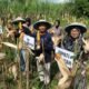 Polres Magetan Panen Raya Jagung Kuartal II 2026, Wujud Nyata Dukung Swasembada Pangan Nasional