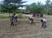 Polsek Kunto Darussalam Dukung Ketahanan Pangan Nasional, Lakukan Pengecekan Lahan Jagung di Desa Pasir Luhur