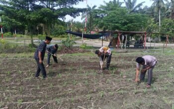 Polsek Kunto Darussalam Dukung Ketahanan Pangan Nasional, Lakukan Pengecekan Lahan Jagung di Desa Pasir Luhur