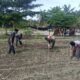 Polsek Kunto Darussalam Dukung Ketahanan Pangan Nasional, Lakukan Pengecekan Lahan Jagung di Desa Pasir Luhur