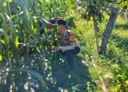 Polisi Cinta Petani: Polsek Tambusai Utara Turun Langsung Pantau Jagung Warga di Mekar Jaya