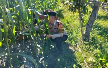 Polisi Cinta Petani: Polsek Tambusai Utara Turun Langsung Pantau Jagung Warga di Mekar Jaya