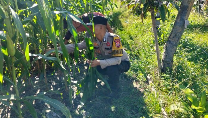 Polisi Cinta Petani: Polsek Tambusai Utara Turun Langsung Pantau Jagung Warga di Mekar Jaya