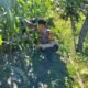 Polisi Cinta Petani: Polsek Tambusai Utara Turun Langsung Pantau Jagung Warga di Mekar Jaya