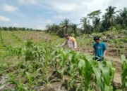 Polsek Kabun Wujudkan Dukungan Ketahanan Pangan Nasional di Lahan Jagung Desa Kabun