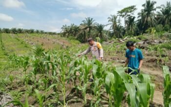 Polsek Kabun Wujudkan Dukungan Ketahanan Pangan Nasional di Lahan Jagung Desa Kabun