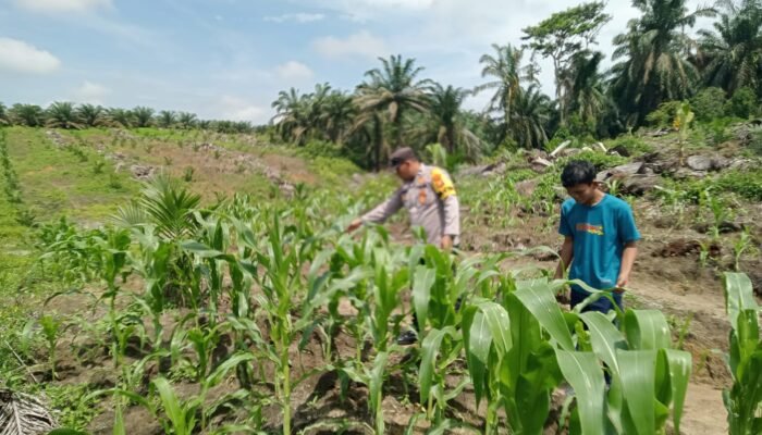 Polsek Kabun Wujudkan Dukungan Ketahanan Pangan Nasional di Lahan Jagung Desa Kabun
