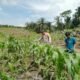 Polsek Kabun Wujudkan Dukungan Ketahanan Pangan Nasional di Lahan Jagung Desa Kabun