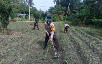 Komitmen Nyata Polsek Kunto Darussalam: Mengawal Ketahanan Pangan Nasional dari Lahan Jagung Pasir Luhur