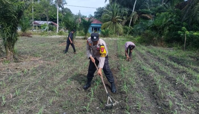 Komitmen Nyata Polsek Kunto Darussalam: Mengawal Ketahanan Pangan Nasional dari Lahan Jagung Pasir Luhur
