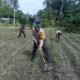 Komitmen Nyata Polsek Kunto Darussalam: Mengawal Ketahanan Pangan Nasional dari Lahan Jagung Pasir Luhur