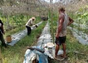 Dukung Ketahanan Pangan Nasional, Polsek Sungai Sembilan Gandeng Petani Lokal
