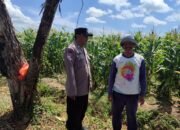 Bhabinkamtibmas Desa Trosono Sambangi Lahan Jagung Warga, Dengarkan Keluhan Petani