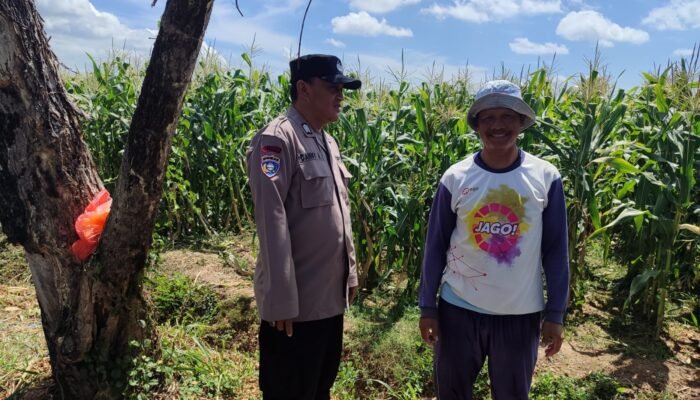 Bhabinkamtibmas Desa Trosono Sambangi Lahan Jagung Warga, Dengarkan Keluhan Petani