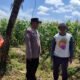 Bhabinkamtibmas Desa Trosono Sambangi Lahan Jagung Warga, Dengarkan Keluhan Petani