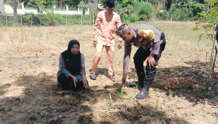 Polisi Cinta Petani, Polsek Rokan IV Koto Optimalkan Pendampingan dalam Penguatan Ketahanan Pangan Nasional di Desa Suligi