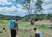 Polsek Rokan IV Koto Dorong Produktivitas Jagung sebagai Penopang Ketahanan Pangan Nasional di Desa Cipang Kiri Hulu