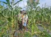 Polsek Tambusai Utara Gerakkan Polisi Cinta Petani, Perkuat Ketahanan Pangan dan Harkamtibmas