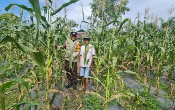 Polsek Tambusai Utara Gerakkan Polisi Cinta Petani, Perkuat Ketahanan Pangan dan Harkamtibmas