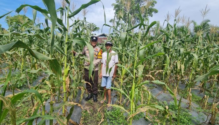 Polsek Tambusai Utara Gerakkan Polisi Cinta Petani, Perkuat Ketahanan Pangan dan Harkamtibmas