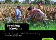 Panen Raya Jagung Kuartal II di Tambusai Utara Dukung Swasembada Pangan 2026